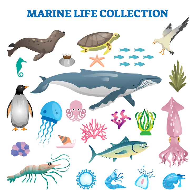 Vettore illustrazione della raccolta di vita marina. pesci di fauna selvatica di mare e oceano