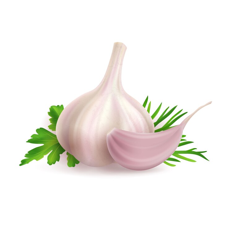 Vettore illustrazione della testa e spicchio d'aglio alle erbe