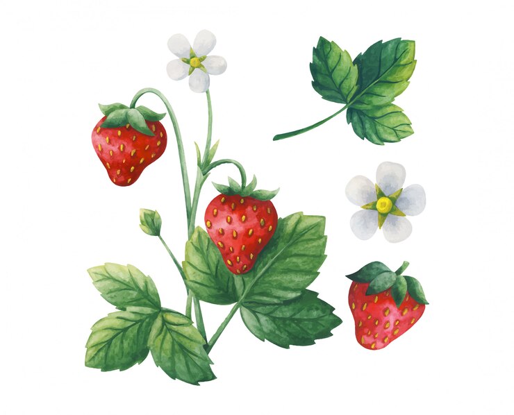 Illustrazione delle bacche mature, rosse. Fragola su un Bush con foglie e fiori.