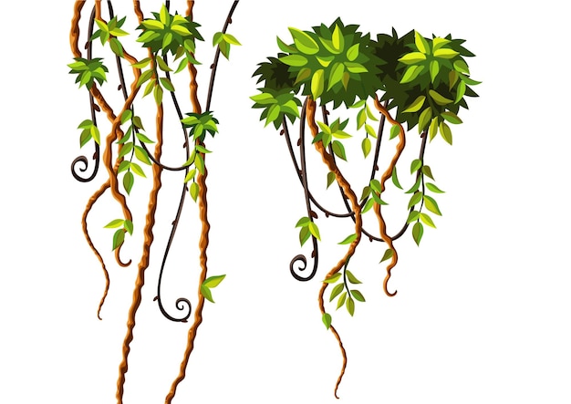 Illustrazione delle vigne della giungla