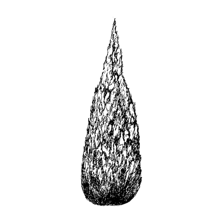 Vettore illustrazione dettagliata a mano di un alto e sottile cipresso in bianco e nero