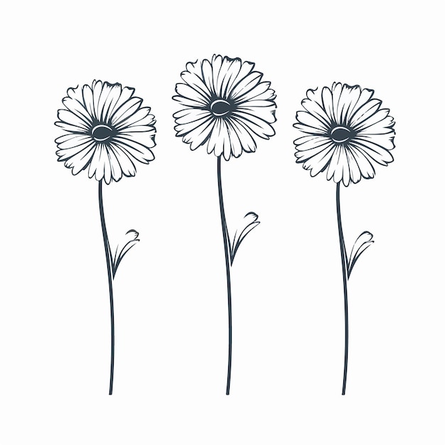 Illustrazione dettagliata della gerbera in bianco e nero