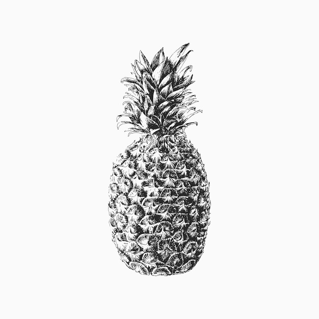 Illustrazione di ananas di vettore disegnato a mano