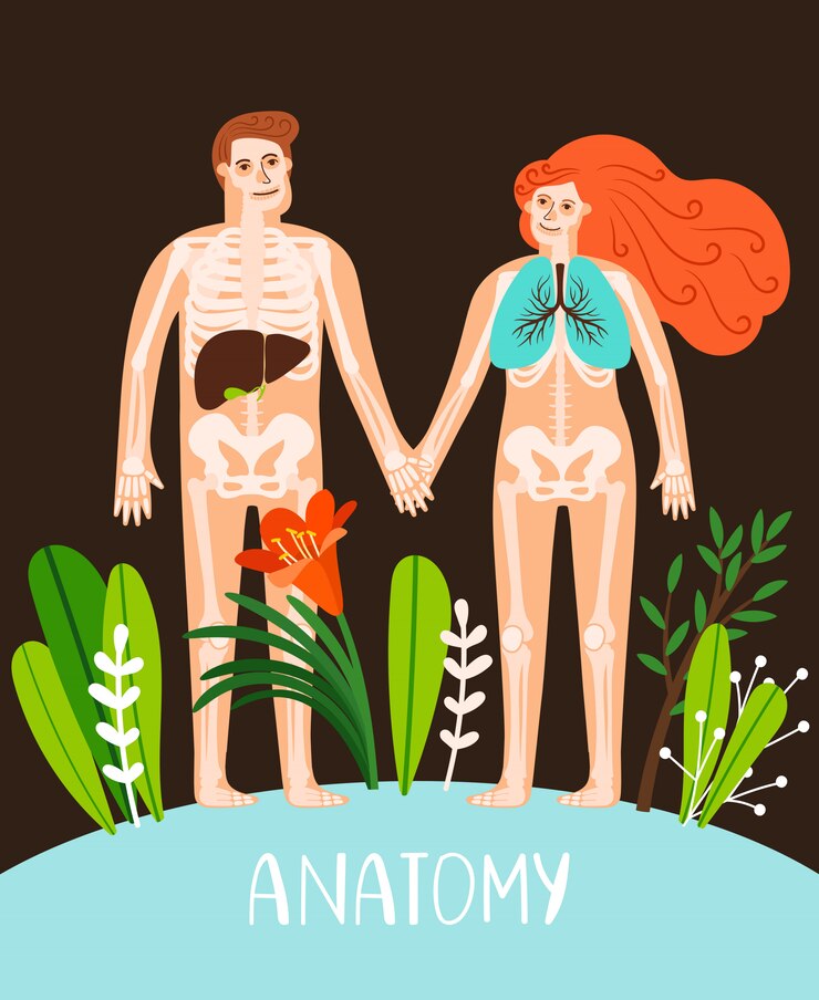 Vettore illustrazione di anatomia di persone