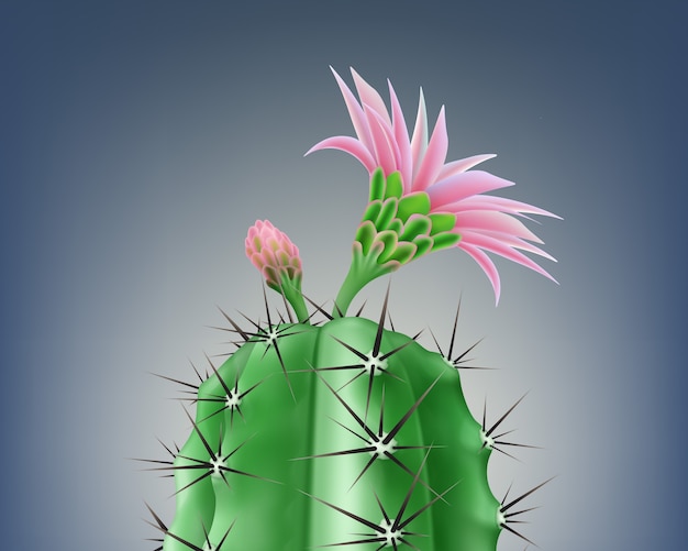 illustrazione di cactus in fiore con fiore rosa brillante