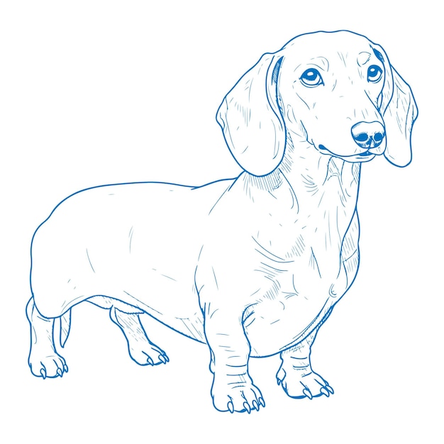 Illustrazione di cane dachshund carino disegnato a mano in stile retro vintage schizzo dettagliato cane salsiccia realistico