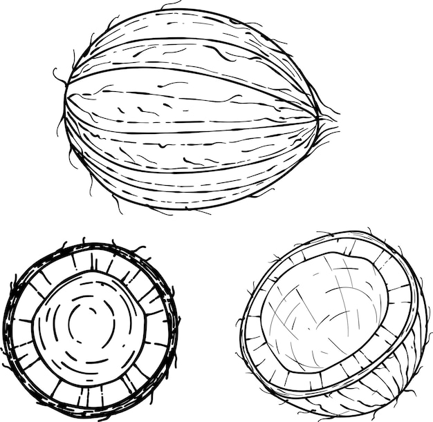 Illustrazione di cibo tropicale vettoriale con schizzo di cocco disegnato a mano Frutta di palma da cocco isolata