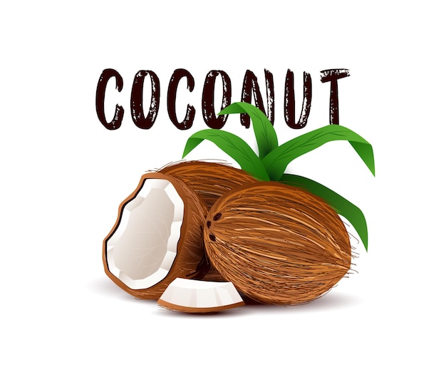 Illustrazione di cocco