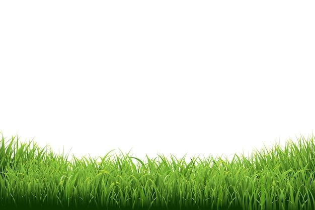 Illustrazione di confine di erba verde