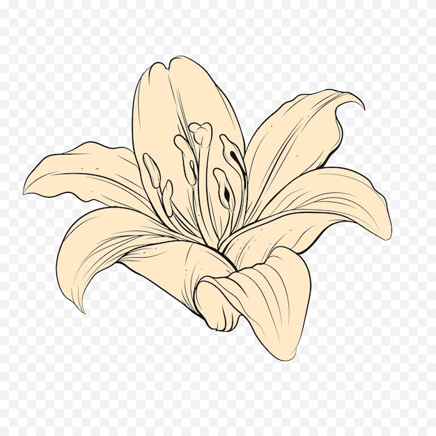 Illustrazione di fiori di primavera disegnati a mano Illustrazione floreale