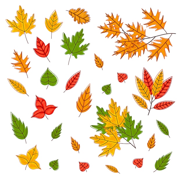 Illustrazione di foglie d'autunno