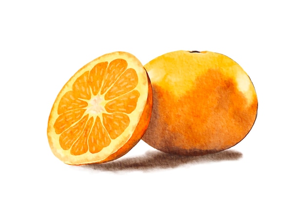 Illustrazione di frutta arancione dell'acquerello