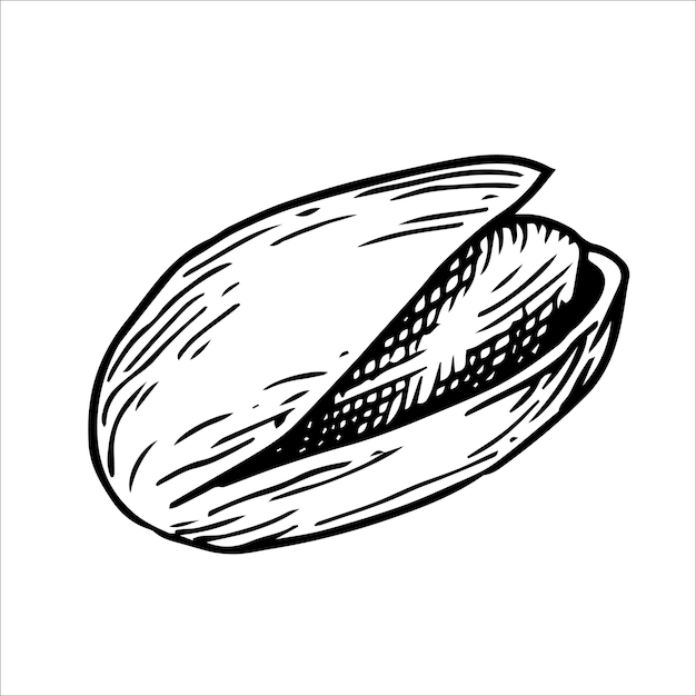 illustrazione di pistacchio disegno lineare in stile schizzo