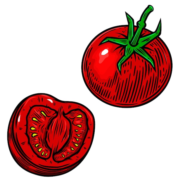 Illustrazione di pomodorini isolati su bianco. Elemento di design per poster, biglietti, banner, volantini, menu. Illustrazione vettoriale