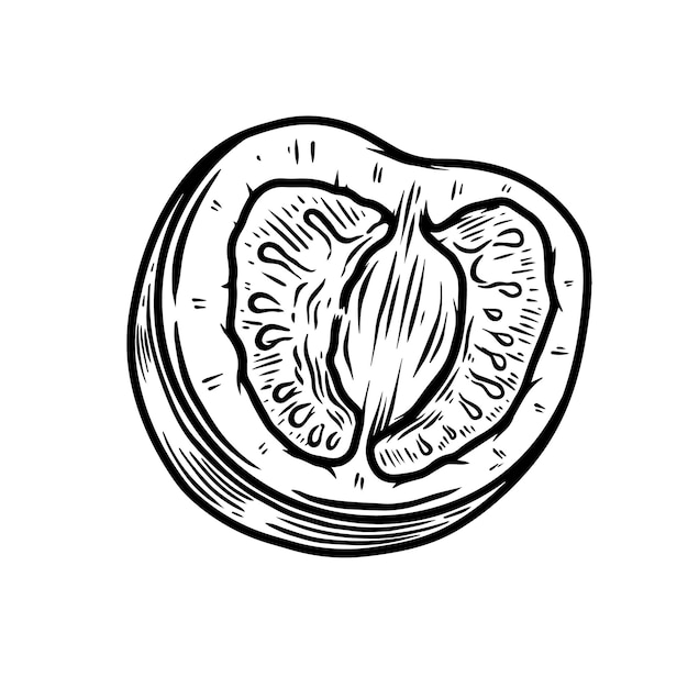 Illustrazione di pomodorini isolati su bianco. Elemento di design per poster, biglietti, banner, volantini, menu. Illustrazione vettoriale