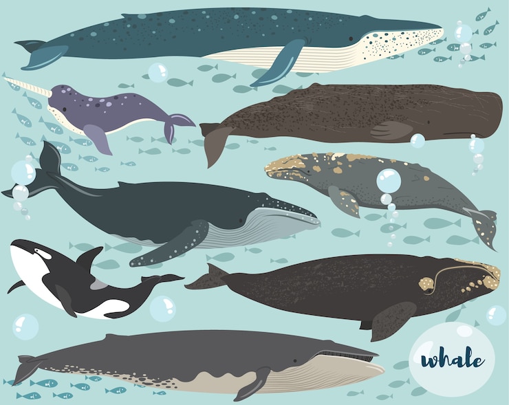Vettore illustrazione di raccolta subacquea di specie di balena