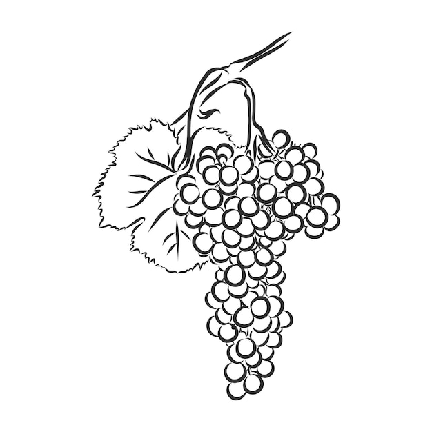 Illustrazione di schizzo di vettore dell'uva dell'illustrazione della vite