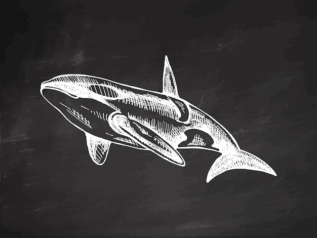 Illustrazione di schizzo vettoriale di orca disegnata a mano sullo sfondo della lavagna Collezione del mare