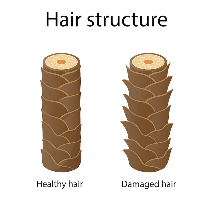 Vettore illustrazione di stile cartone animato strato struttura dei capelli