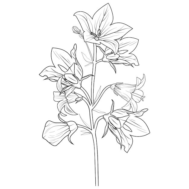 Illustrazione di una campanula, schizzo vettoriale matita arte, bouquet Campanula Bellflower pagine da colorare