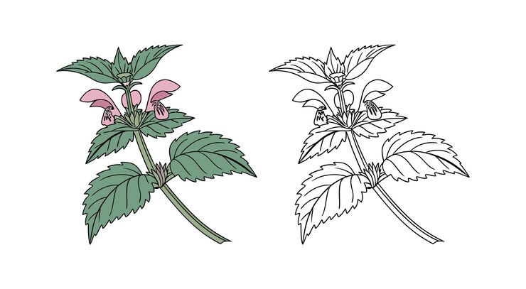 Vettore illustrazione di una pianta lamium con fiori rosa e foglie verdi
