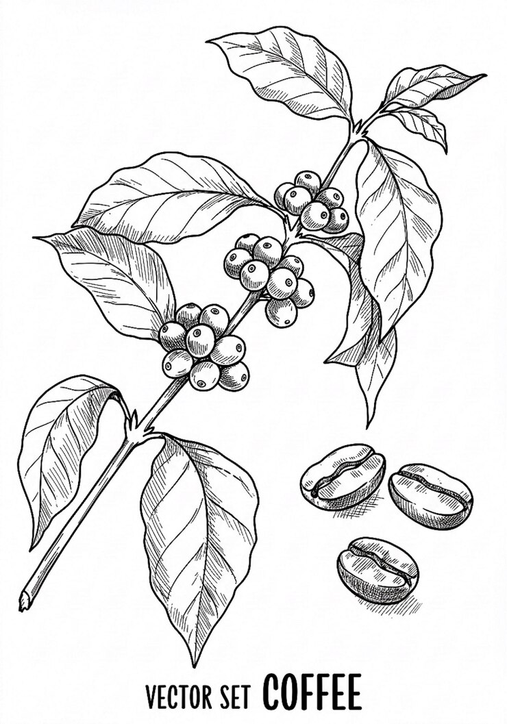 Vettore illustrazione di una piantagione di caffè