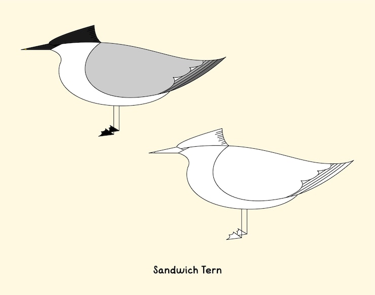 Vettore illustrazione di una sterna sandwich