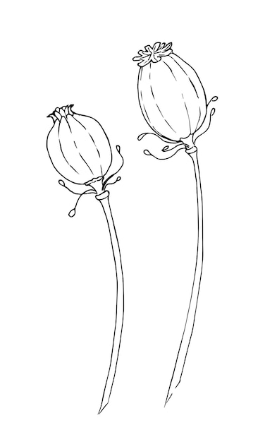 Illustrazione di vettore dell'incisione dello schizzo della testa del seme del fiore del papavero. Disegno del design della stampa dell'abbigliamento Papaver