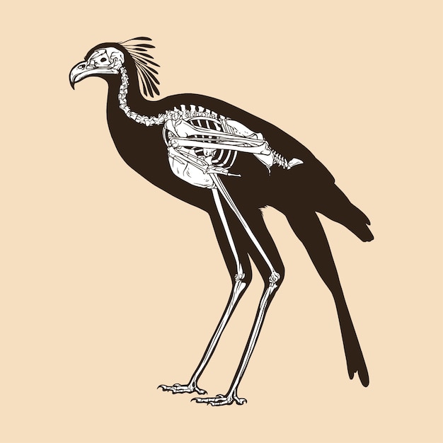 Illustrazione di vettore dell'uccello del segretario di scheletro