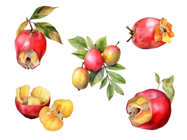 Illustrazione di vettore della frutta dell'acquerello ackee