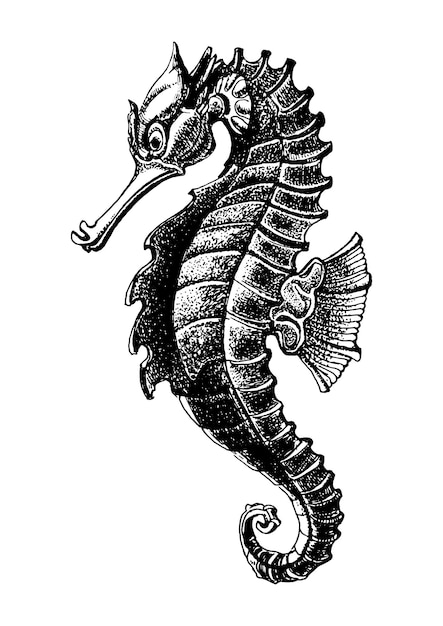Illustrazione di vettore di schizzo disegnato a mano di cavalluccio marino