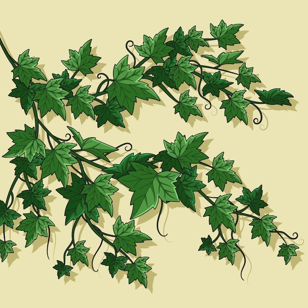 Illustrazione disegnata a mano con l'edera