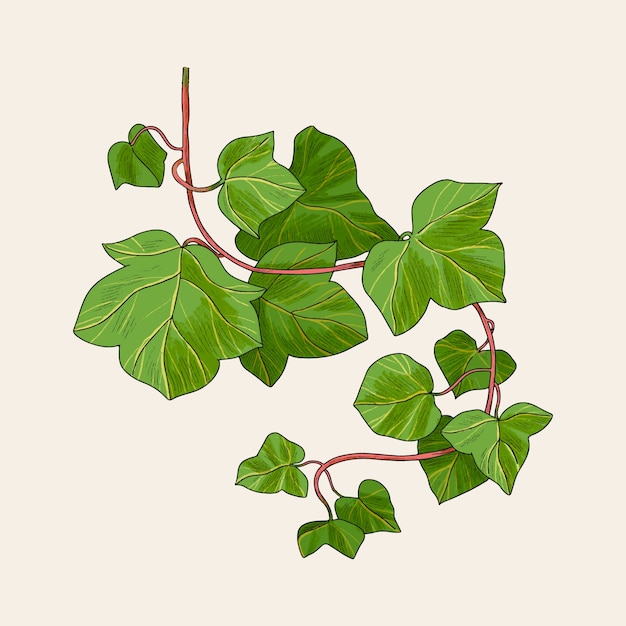 Illustrazione disegnata a mano con l'edera