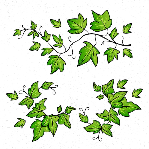 Illustrazione disegnata a mano con l'edera