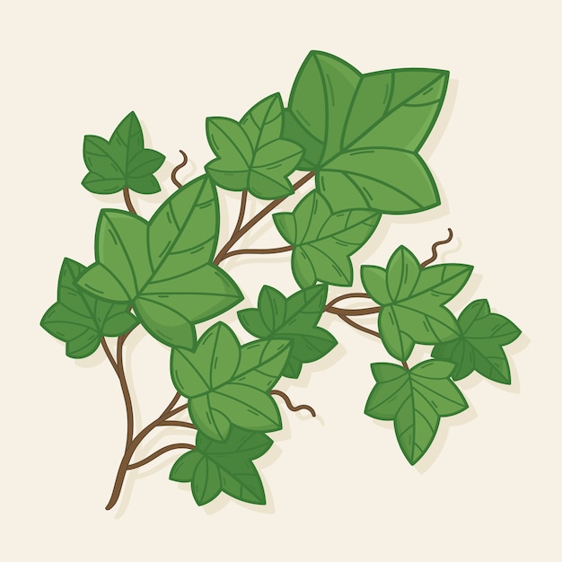 Illustrazione disegnata a mano con l'edera