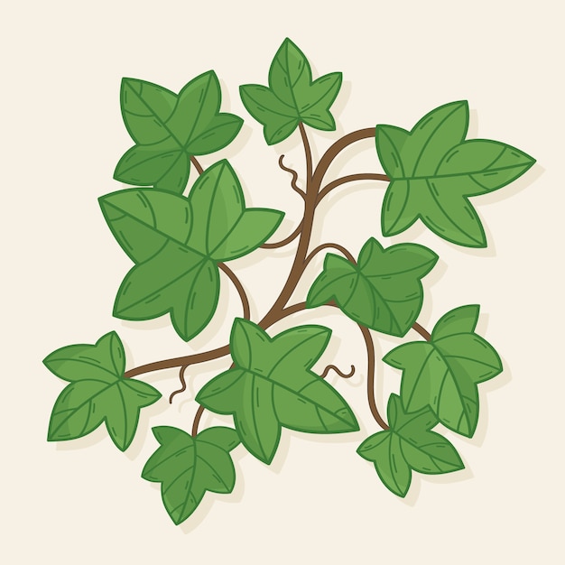 Illustrazione disegnata a mano con l'edera