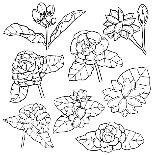 Illustrazione disegnata a mano del fiore del gelsomino con foglie.