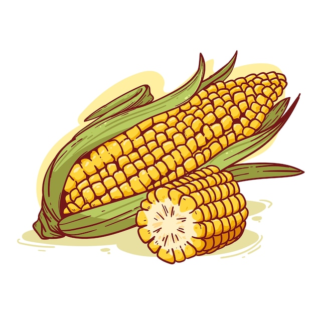 Illustrazione disegnata a mano del mais sulla spina