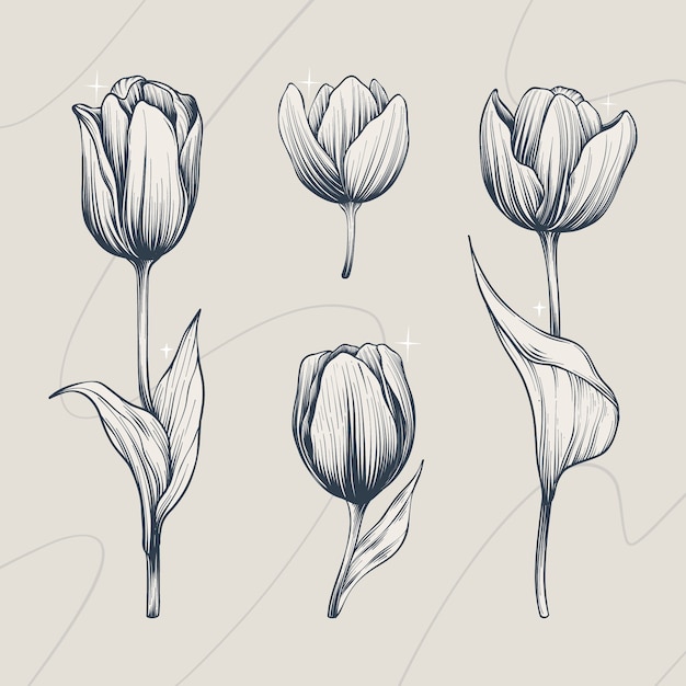 Illustrazione disegnata a mano del profilo del tulipano