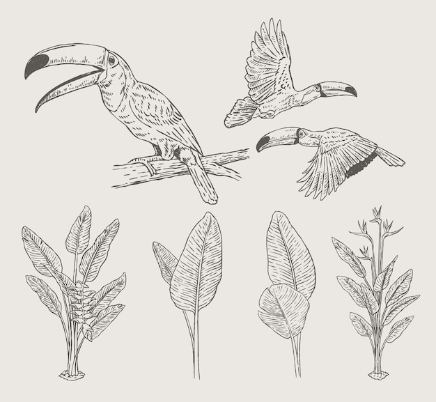 illustrazione disegnata a mano del tucano e dell'eliconia