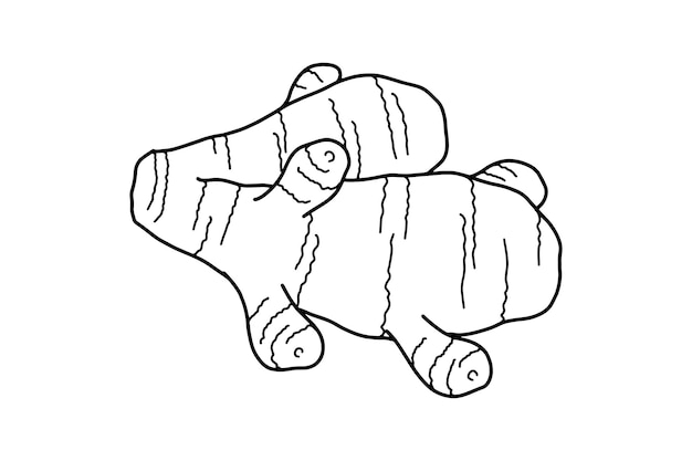 Illustrazione disegnata a mano della radice di zenzero fresca Alimento sano eco Alimento superalimentare Illustrazione vettoriale isolata su sfondo bianco