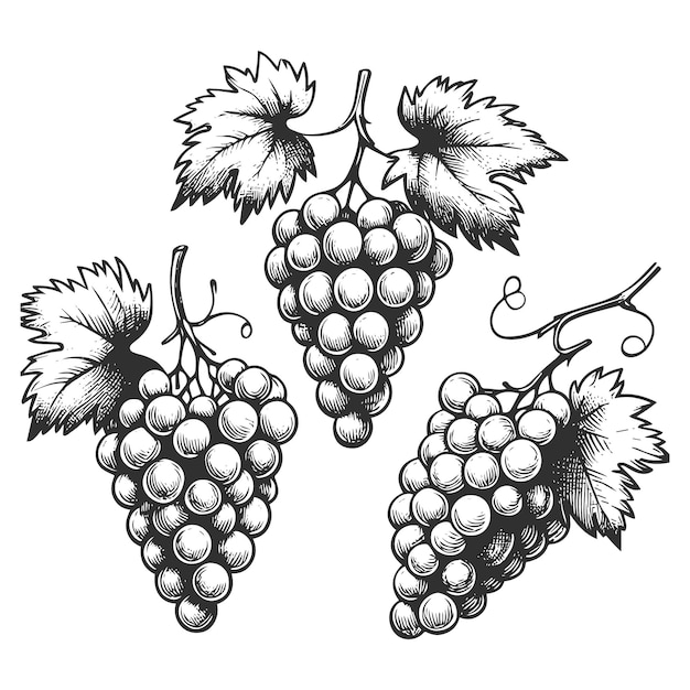 Illustrazione disegnata a mano della vite d'uva