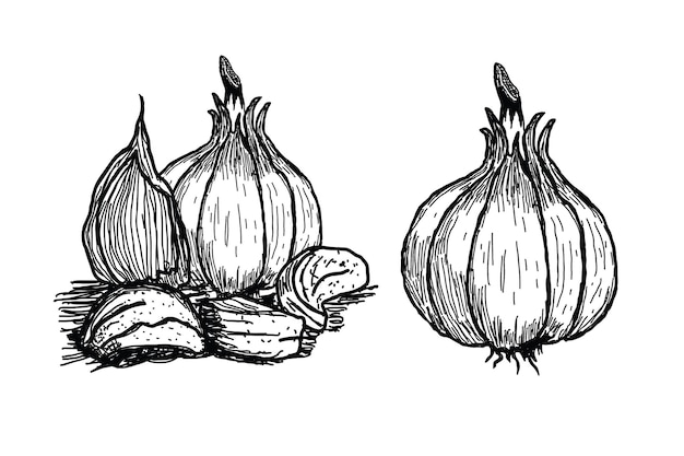 Illustrazione disegnata a mano di aglio