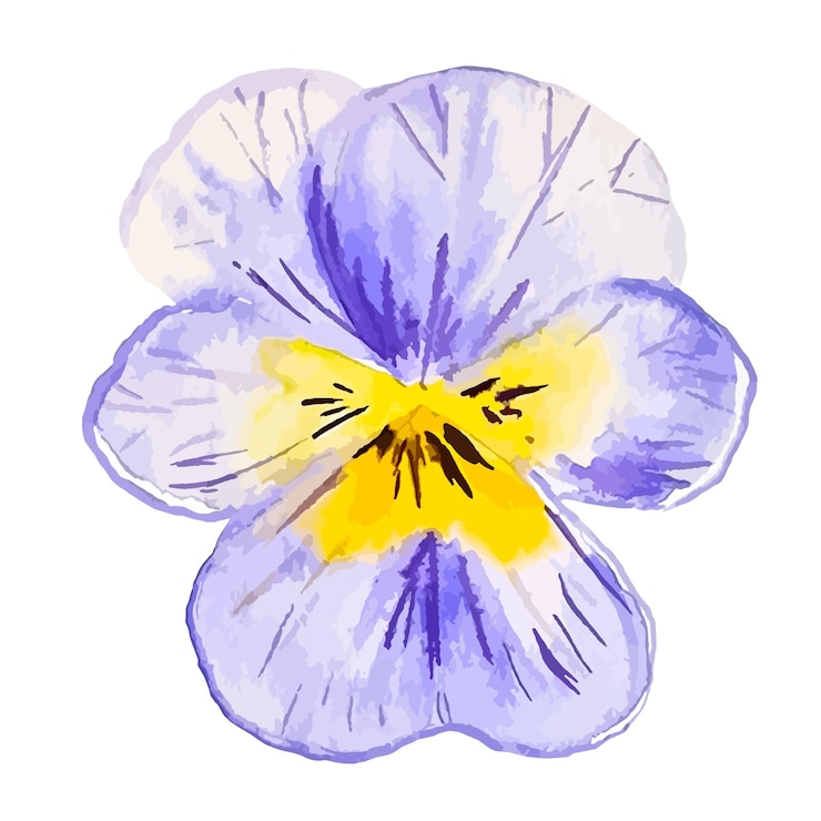 Vettore illustrazione disegnata a mano di clipart del fiore dell'acquerello del fiore selvaggio della primavera del viola del pensiero