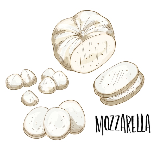 illustrazione disegnata a mano di mozzarella