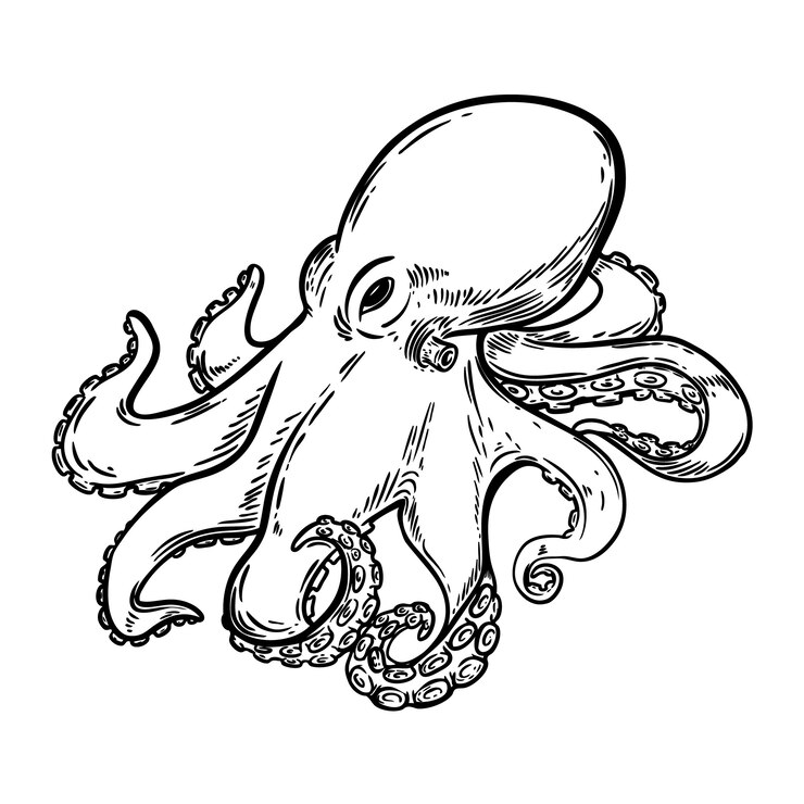 Vettore illustrazione disegnata a mano di polpo su sfondo bianco. elemento per menu, poster, emblema, segno. illustrazione