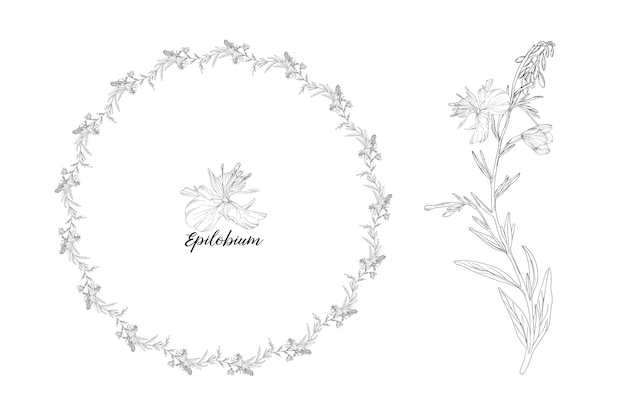 Illustrazione floreale disegnata a mano della corona e del fiore