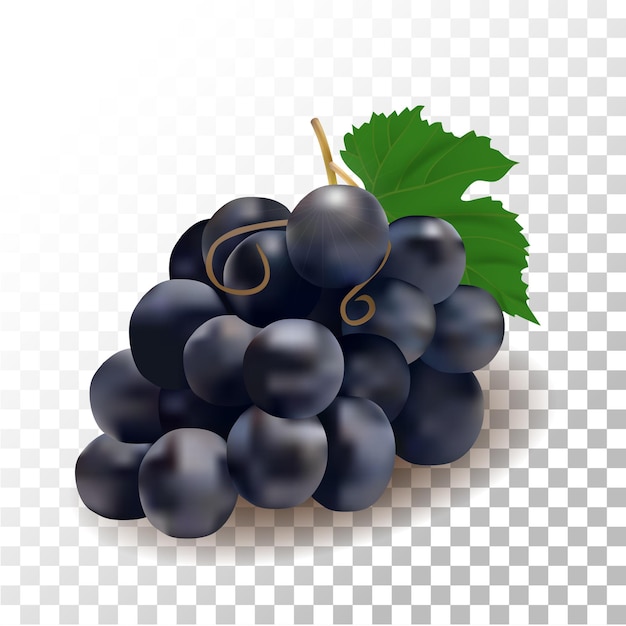 Illustrazione frutta uva nera