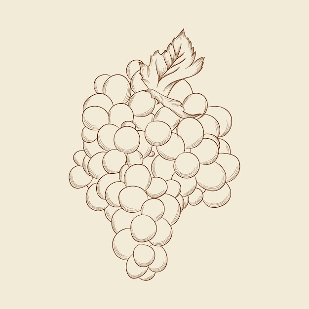 Illustrazione in incisione di un frutto d'uva