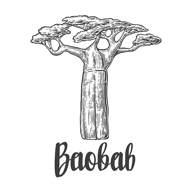 Illustrazione incisa annata dell'albero del baobab su bianco